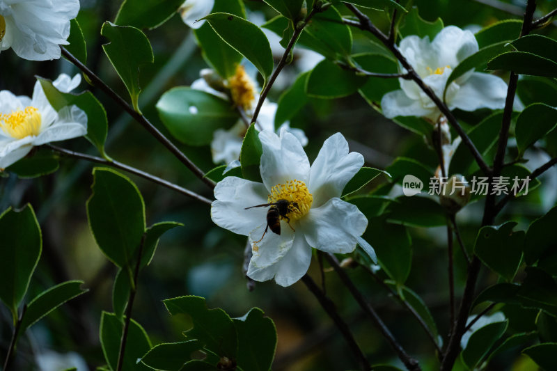 蜜蜂采蜜的白色茶花特写
