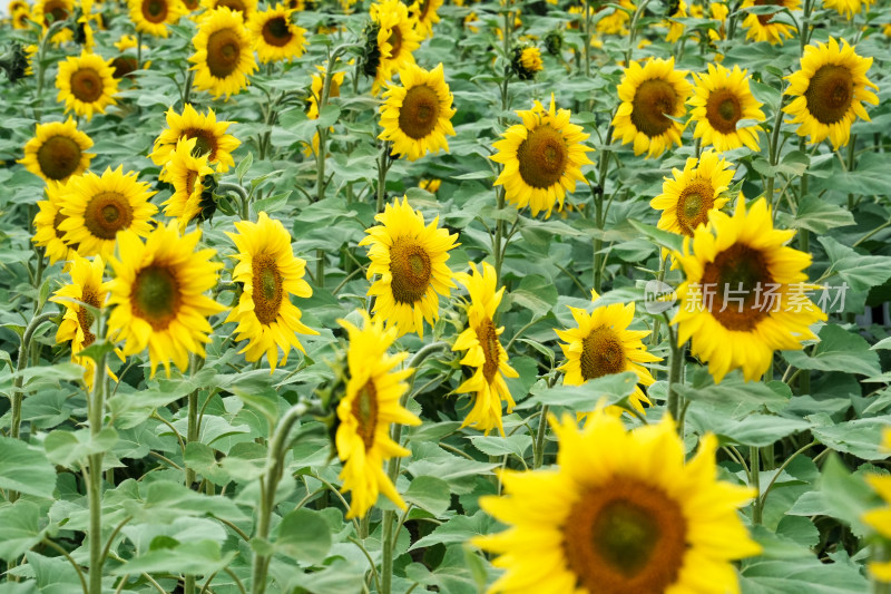 北京温榆河公园向日葵花田