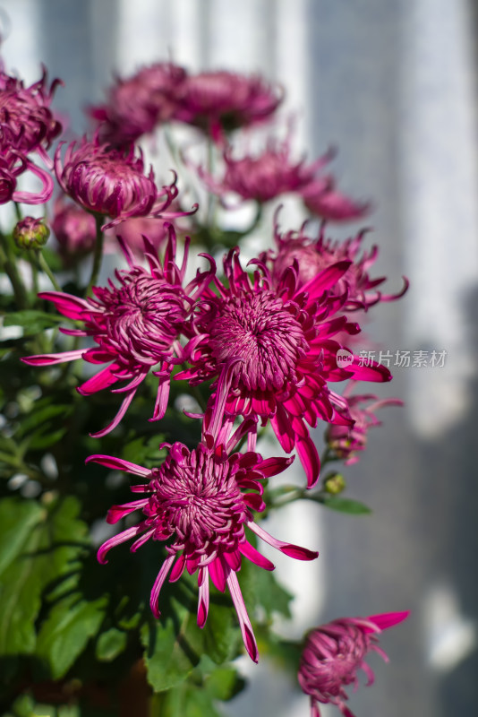 室内盆栽静物菊花，花朵秋天紫色宁静背景