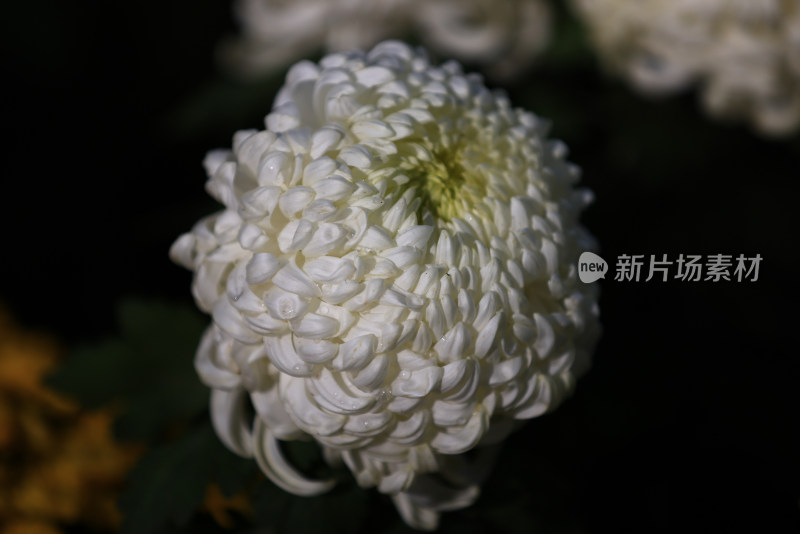 杭州植物园菊花展盛开的白色菊花特写