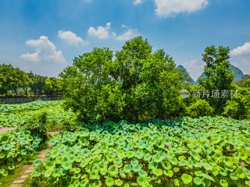 桂林的夏季荷塘风光