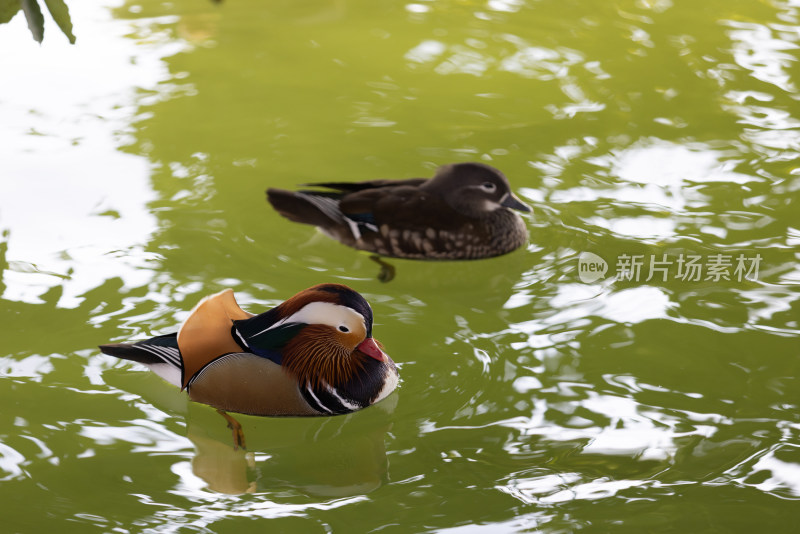 两只在湖里的鸳鸯