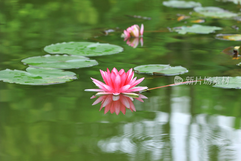 粉红莲花