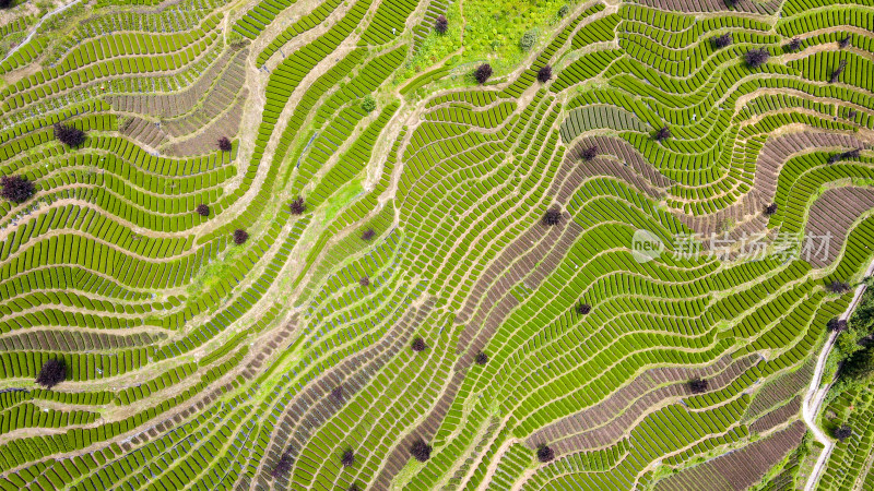 大自然茶园茶叶茶山美景景色航拍