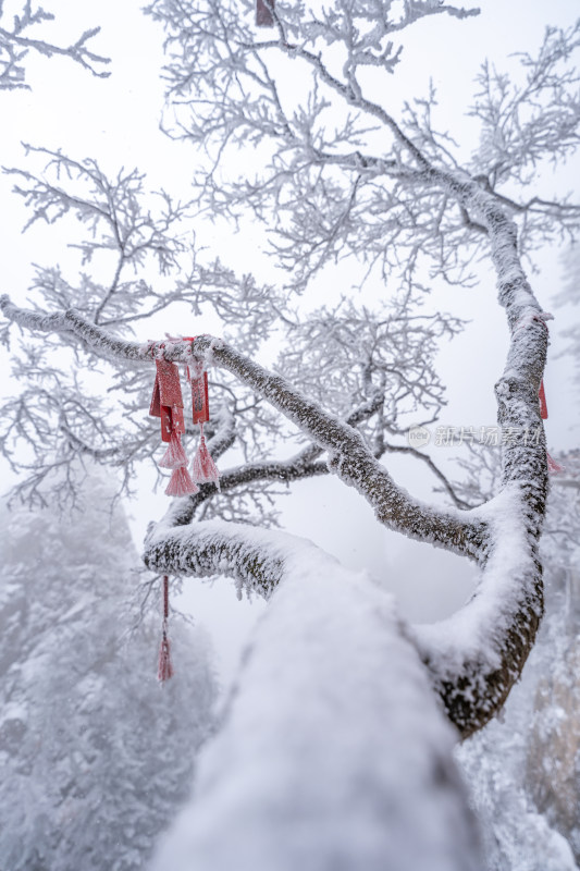 老君山下雪大山森林雾凇景观