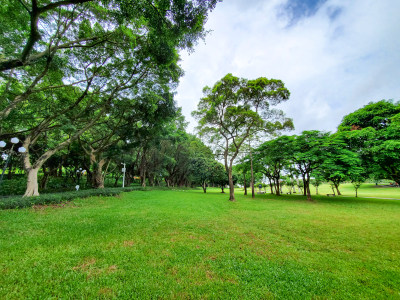 广东省深圳市中山公园森林白天风光