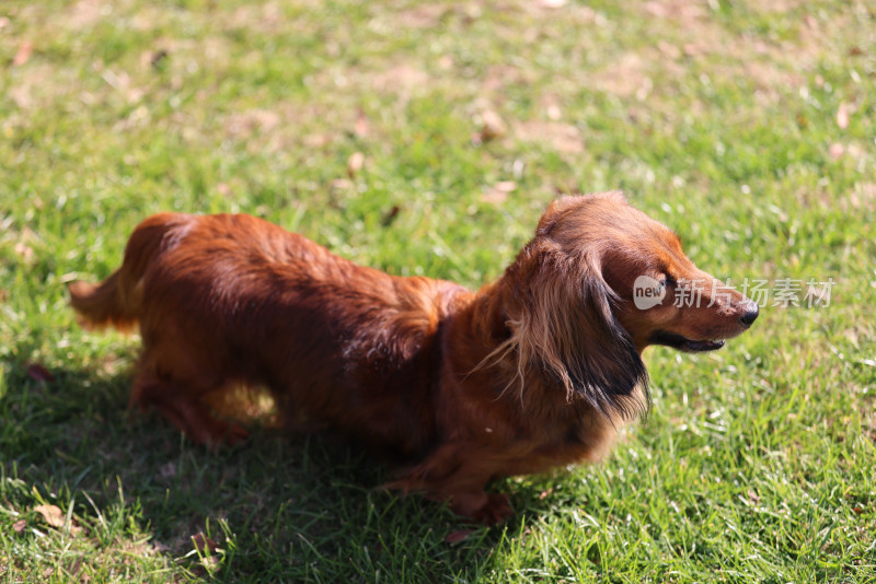一只草地上的长毛腊肠犬