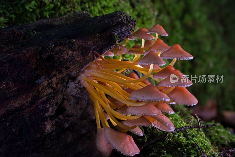 野生菌野生菌蘑菇生长环境菌类山菌