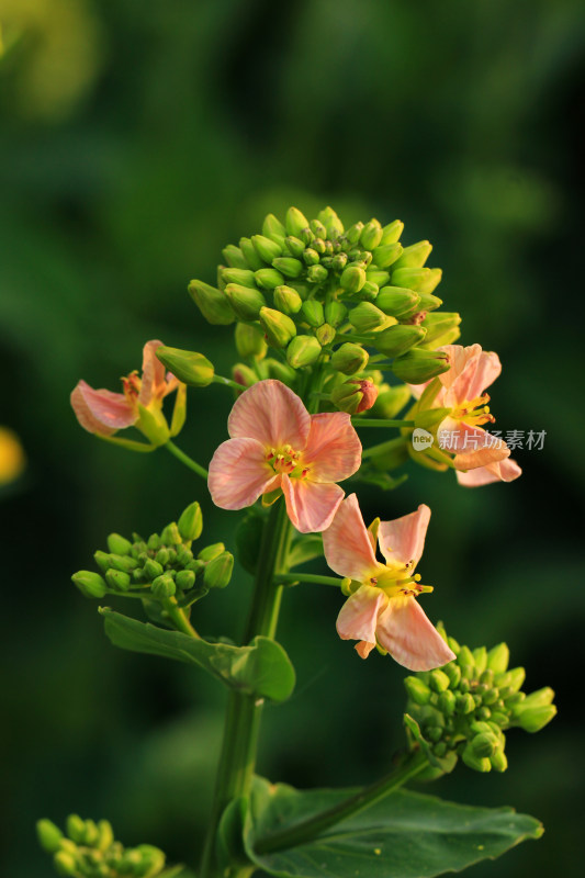 春天多彩的油菜花盛开