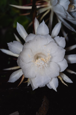 雨夜昙花开放特写镜头