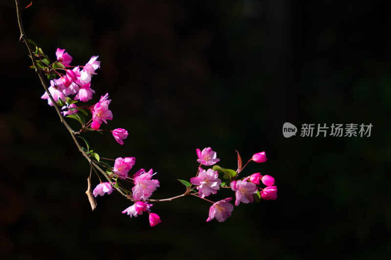 粉色海棠花枝特写