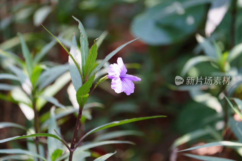 户外盛开的蓝花草