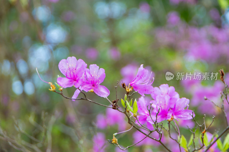 樱花盛开