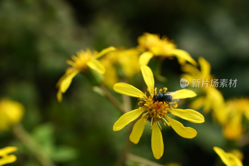 盛开的花朵