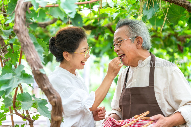 老年夫妻在果园采摘葡萄