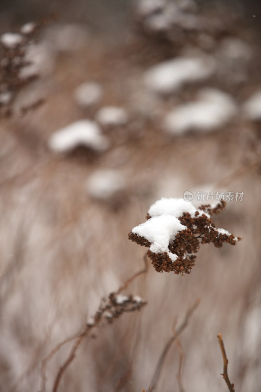 冬天干枯的植物和积雪