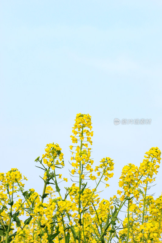 蓝色自然背景中的油菜花