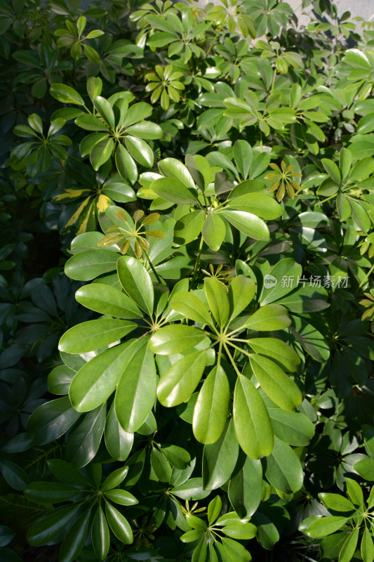 绿色植物鸭脚木