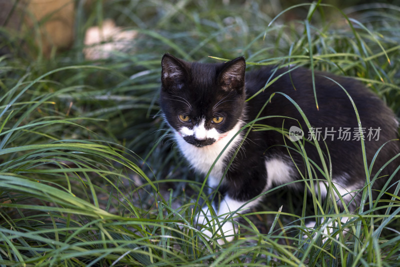 庭院里的黑白小花猫