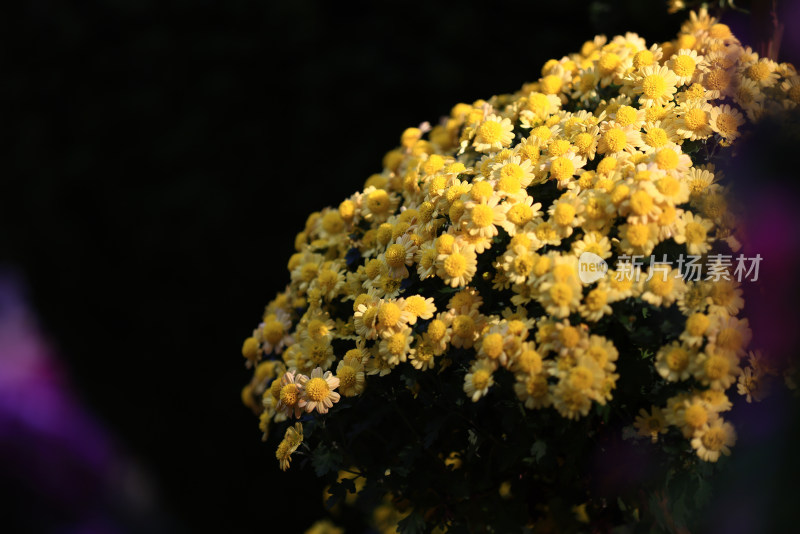 杭州植物园菊花展盛开的黄色菊花特写