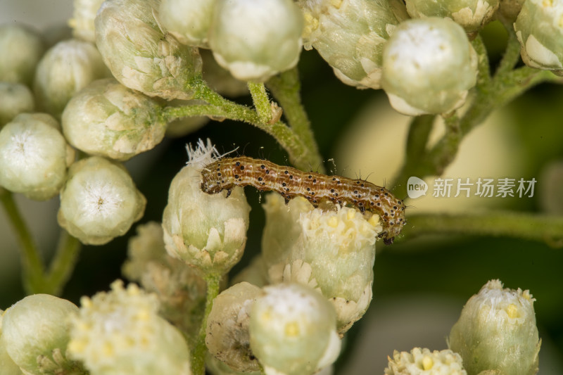 白色花蕾上的毛毛虫特写