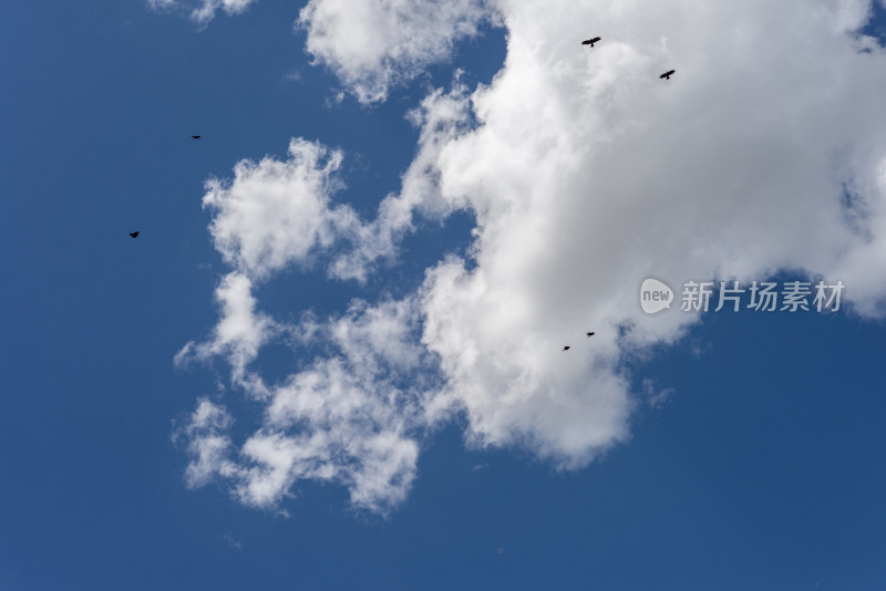 蓝天白云天空鸟