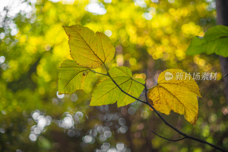 背景模糊的树叶枫叶特写镜头