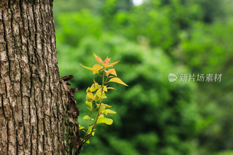 树干上长出的嫩芽枝叶