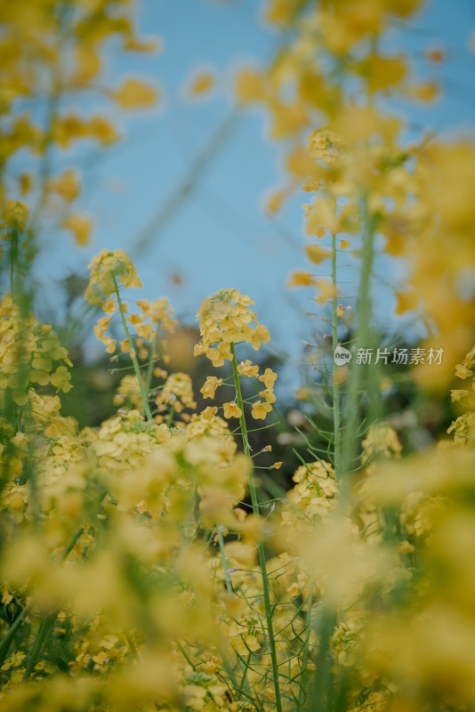 盛开的黄色油菜花