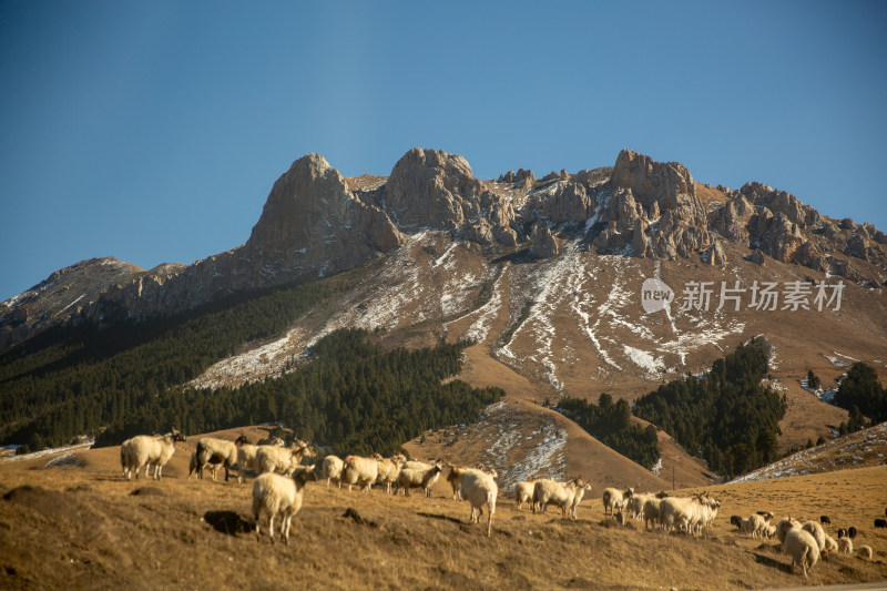 草原山峰下的羊群