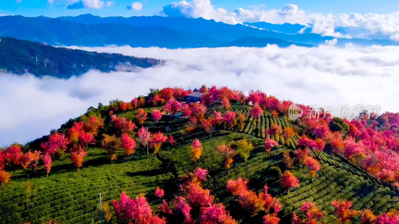 航拍云海中的无量山樱花谷茶园茶山