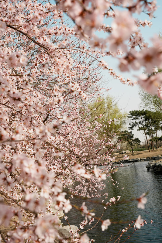 圆明园春天桃花桃树