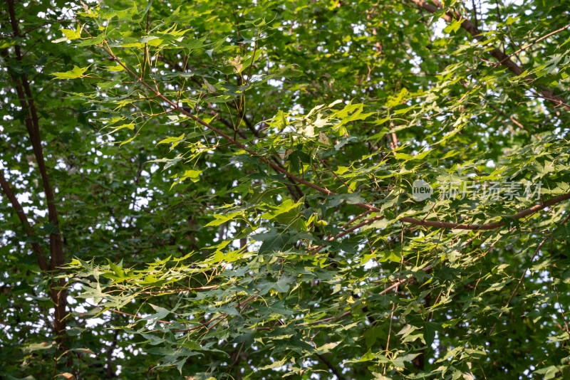 枝叶繁茂的树木景象