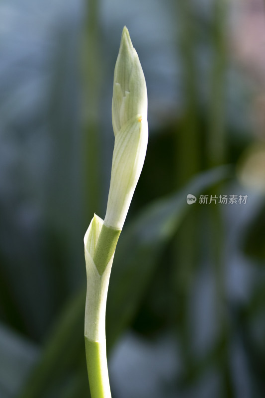 深圳仙湖植物园