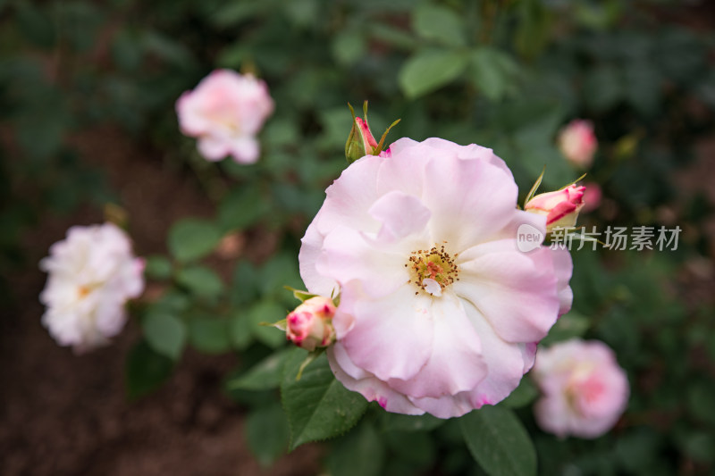 月季花开特写