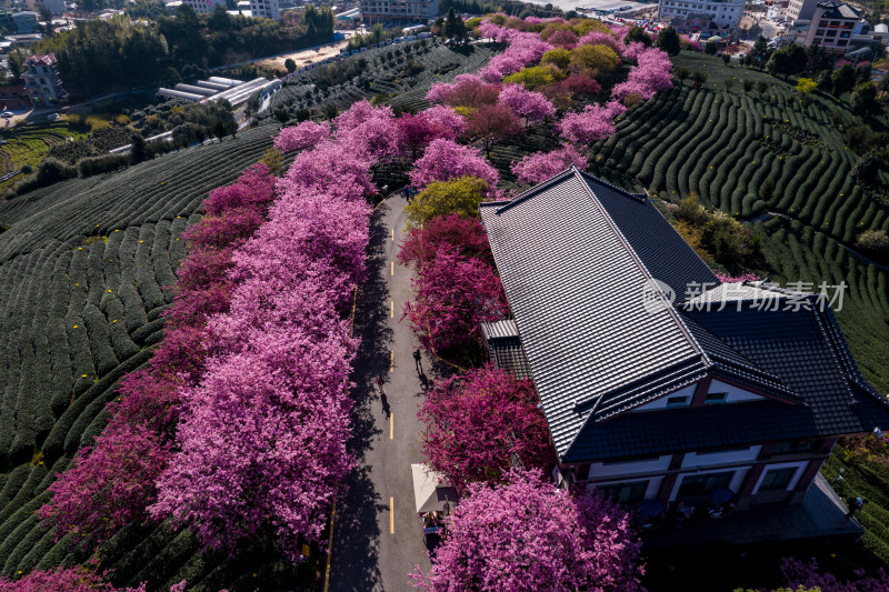 龙岩永福台品樱花茶园