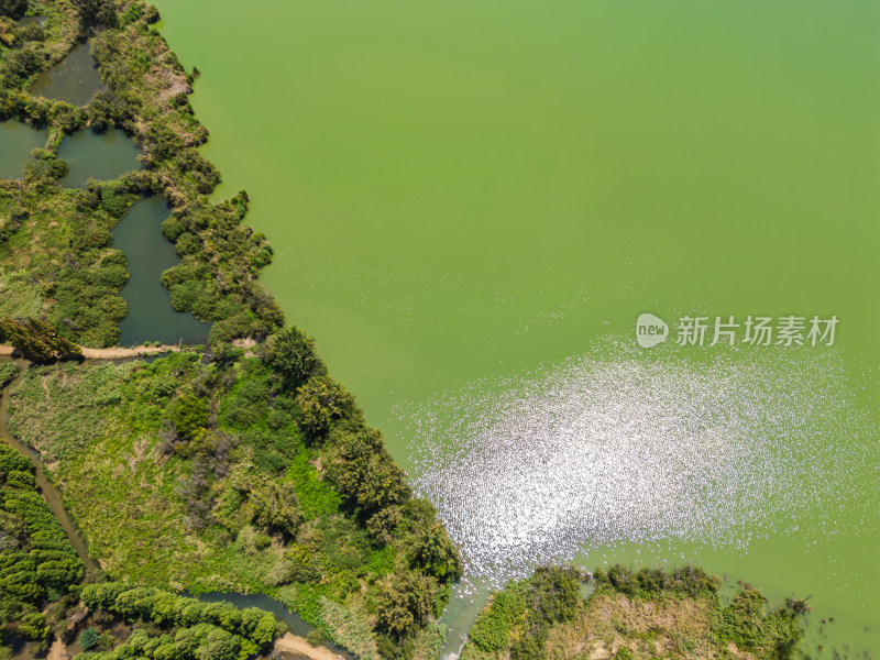 航拍昆明滇池捞鱼河湿地公园景观