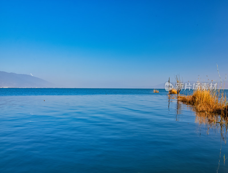 云南大理洱海湖泊芦苇树干秋景