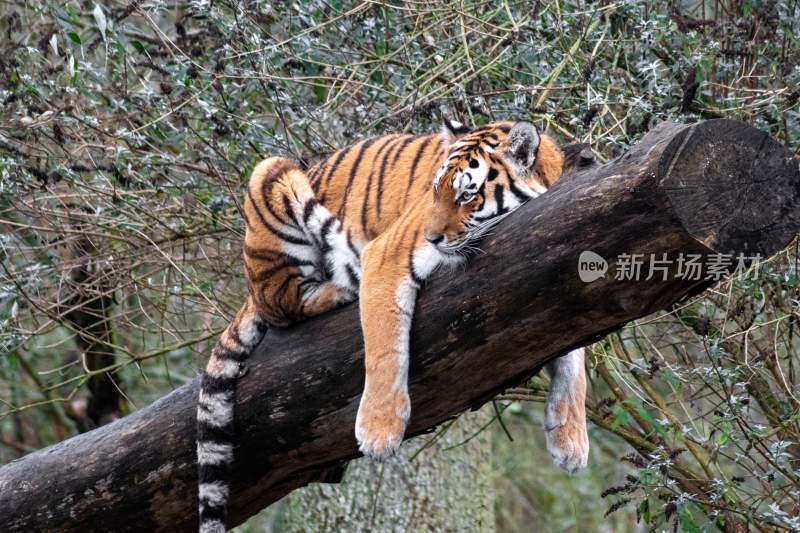 野生动物老虎食肉动物狩猎者