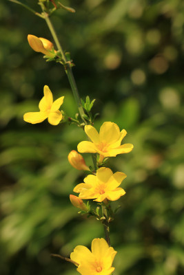 春天迎春花小黄花盛开