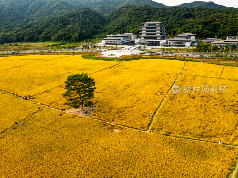 广州国家版本馆秋天黄金稻田