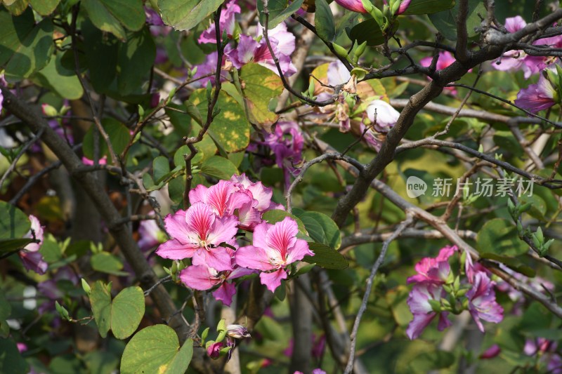 广东东莞：春光明媚 洋紫荆花开正盛