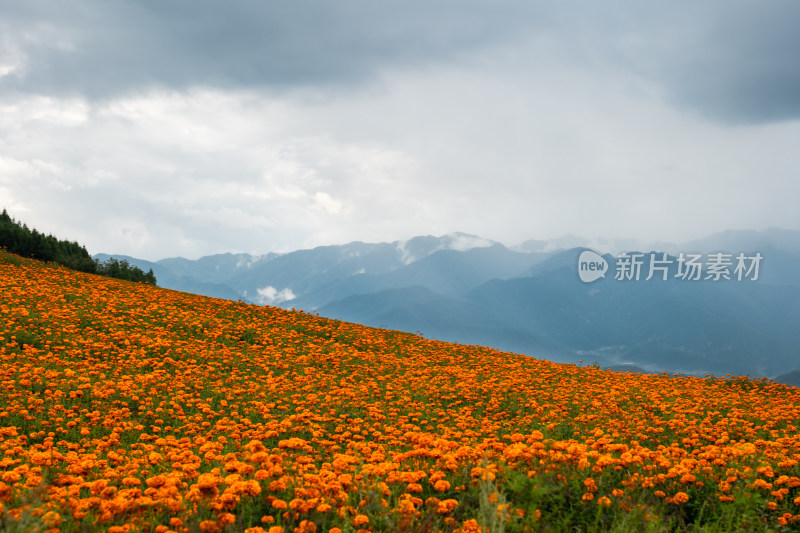 乌云下的大片万寿菊花海与远山相映成趣