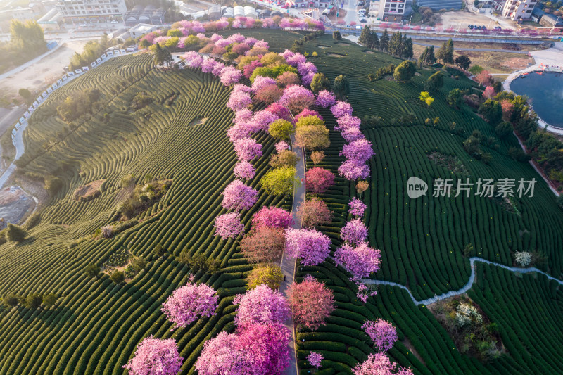 福建龙岩永福台品樱花茶园