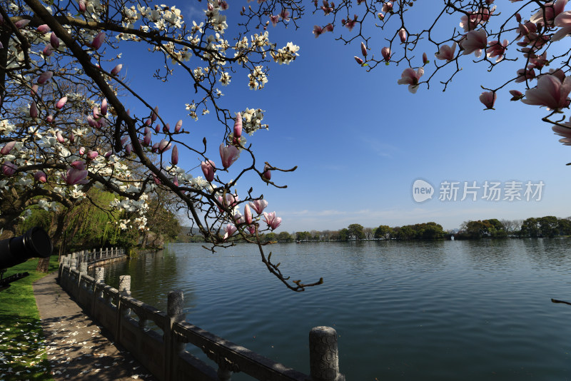 杭州西湖第一名园西湖国宾馆 湖边的玉兰花