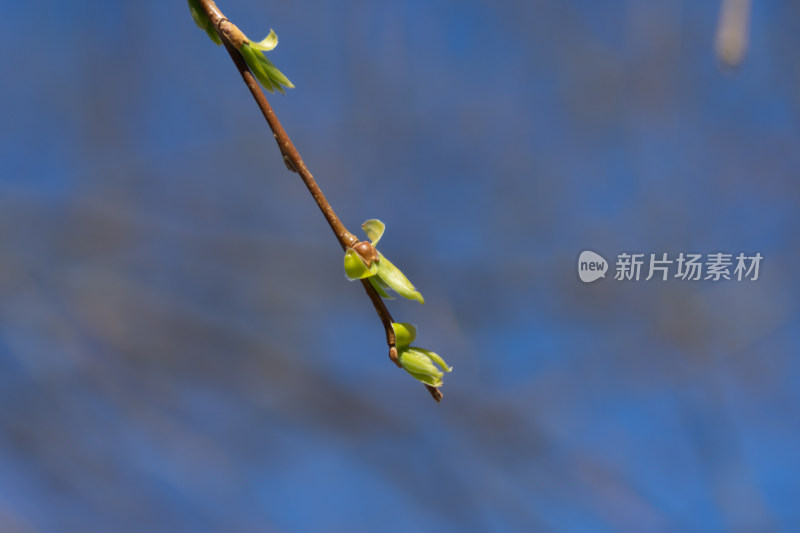 春天的柳条发芽