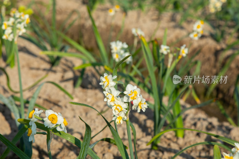 漳州水仙花种植基地里的水仙花特写