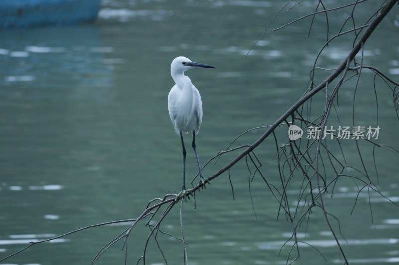 树枝上的大白鹭 2223