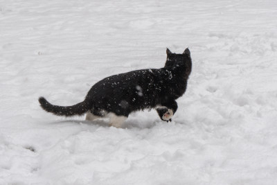 黑猫雪天捕猎抓老鼠抓鸟姿态背影