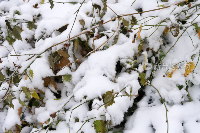 凌乱的树枝上堆积着洁白的雪花